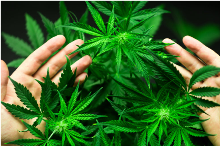 Two Types of CBD Oil For Dogs – Hemp and CBD Two Types of CBD Oil For Dogs – Hemp and CBD