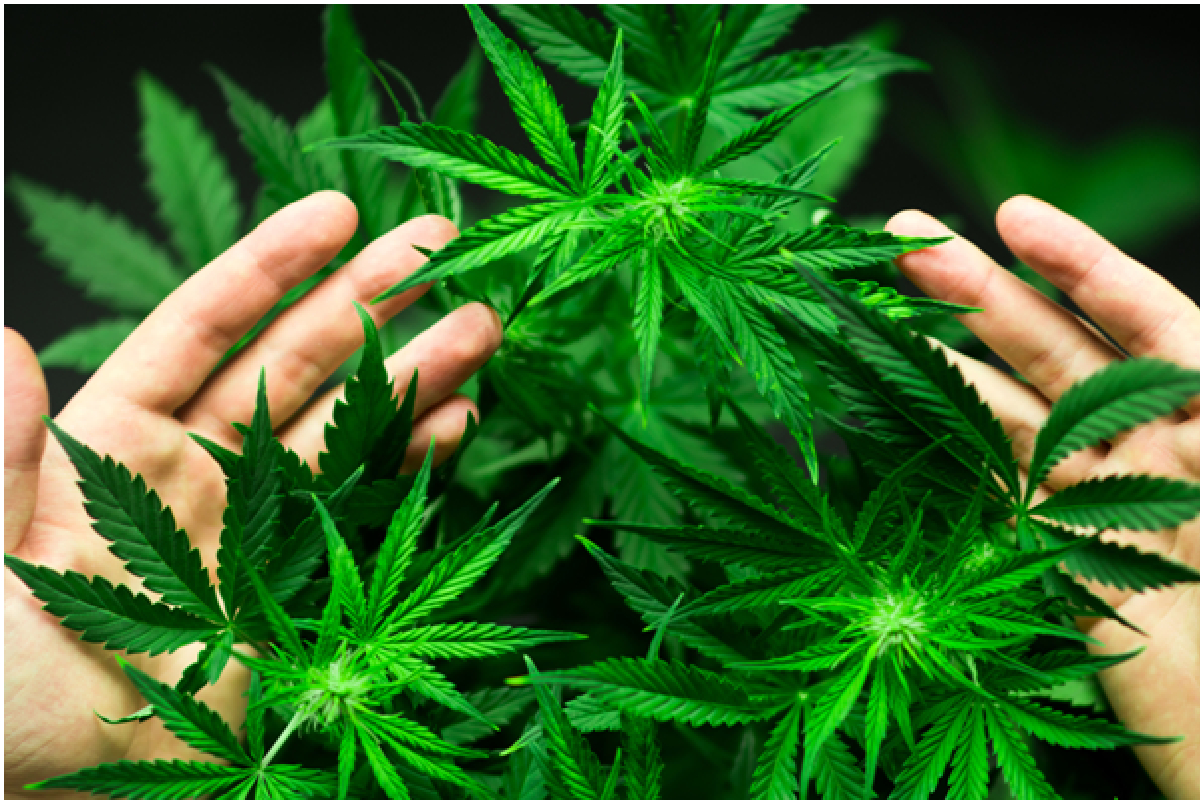 CBD Oil For Cats