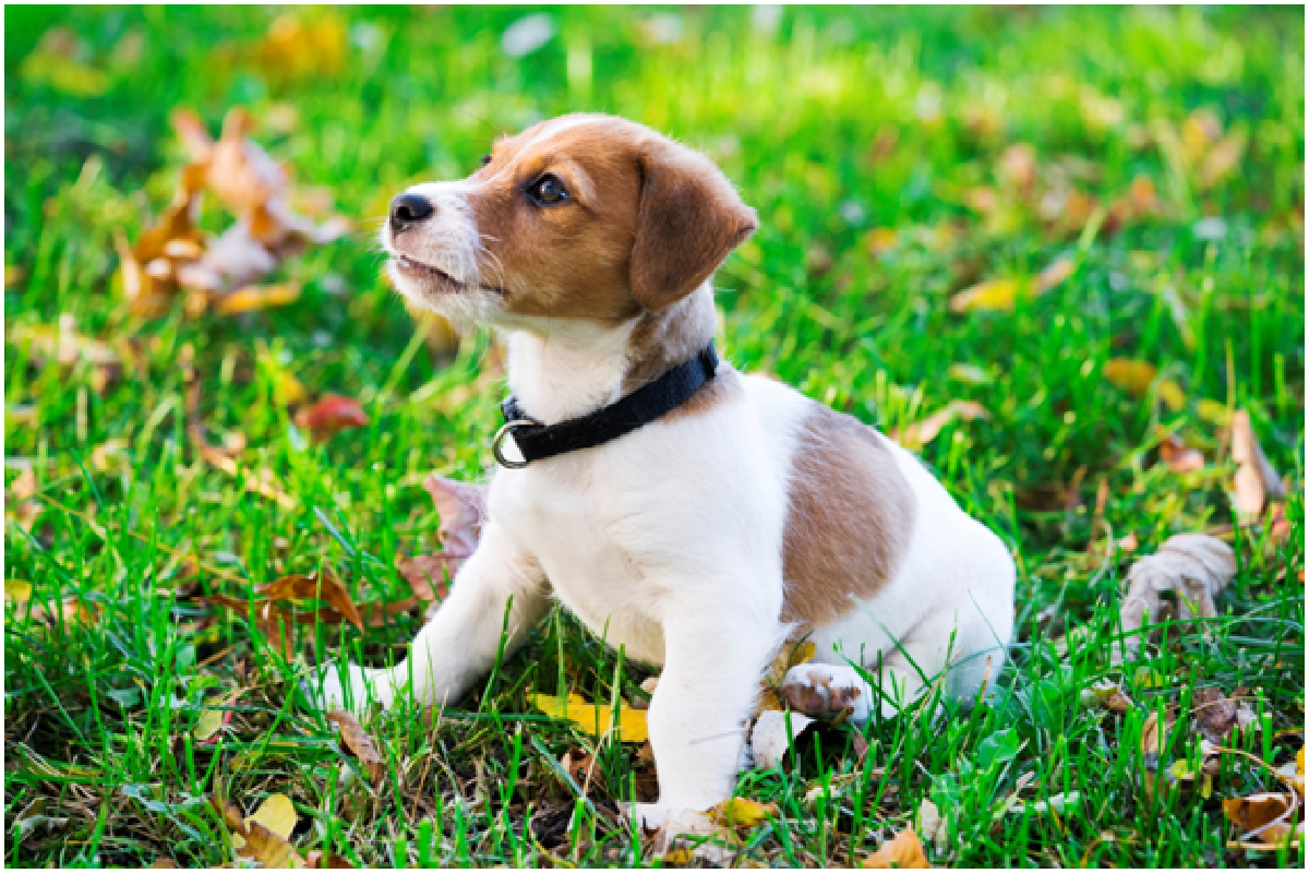 Dog Supplements for Anxiety